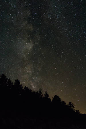 銀河系在夜晚照耀在松樹林之上。