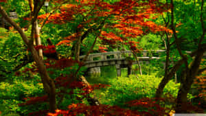 石橋橫跨池塘，周圍環繞著紅色和綠色的楓樹，花園寧靜。