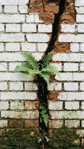 一株蕨類植物穿過風化磚牆的裂縫生長，底部有苔蘚。 — iPhone 8 Plus 壁紙