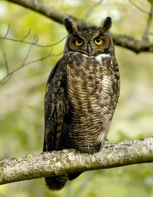 大角鴞棲息在森林的樹枝上 — 可愛貓頭鷹 壁紙