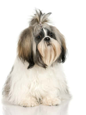 毛茸茸嘅西施犬梳住龐巴度髮型坐喺白色表面上。 — 金毛尋回犬 BB GIF 壁紙