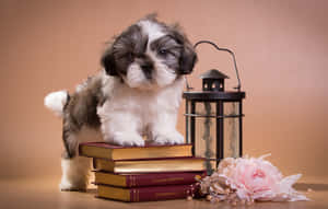 毛茸茸的幼犬坐在書上，附近有燈籠和粉紅玫瑰。 — 狗 壁紙