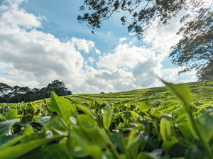 一排排茶樹在明亮的藍天白雲下延伸至山坡。