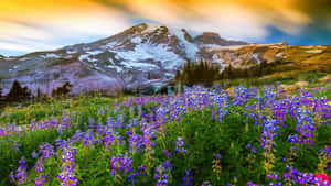 草地上紫色羽扇豆花與夕陽下白雪覆蓋的山峰。