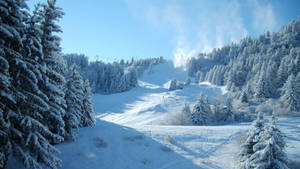 白雪皚皚的山坡上，松樹和滑雪纜車在清澈的藍天下。
