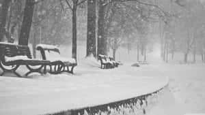 冬季暴風雪中積雪覆蓋的公園長椅和樹木。
