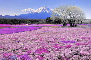 藍天下以富士山為背景的粉紅色和紫色花田