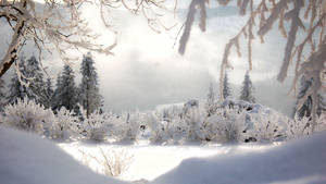 結霜的冬日森林，樹木被雪覆蓋，明亮的陽光穿過樹枝。