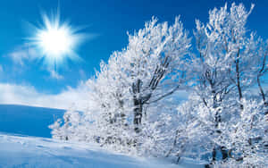 白雪覆蓋的樹木在晴朗冬日燦爛的陽光下閃爍。 — 藍天 壁紙