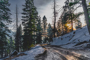 夕陽下的雪地森林道路，高聳的松樹投下長長的影子。