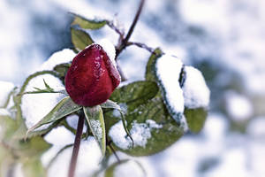 冬日裡，結霜的樹枝上有一朵沾滿雪花的紅玫瑰花蕾。