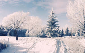 雪景冬日場景，結霜的樹木和穿過田野的小徑。