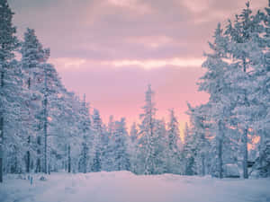 暮色中白雪覆蓋的松林，粉紅與藍色天空 — 冬日美學 壁紙