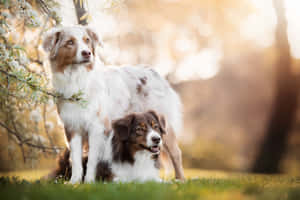 兩隻澳洲牧羊犬在陽光明媚的花園中站立和坐著，周圍有開花的樹木。