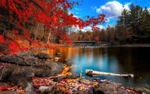 秋日湖泊，紅楓葉和木橋，藍天下