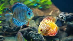 兩條色彩繽紛的七彩神仙魚在水族箱中游近植物和岩石。