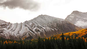 陰天下，前景有秋色樹木的雪山