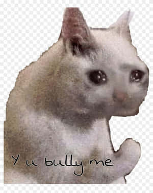 一隻白貓睜大眼睛、舉起爪子，文字寫著「Yu bully me」。 — 貓咪迷因 壁紙
