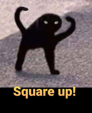 黑貓彎曲一隻爪子和尾巴，帶有文字 Square up! — 可愛貓咪 壁紙
