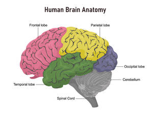 帶有彩色腦葉和脊髓的人腦解剖標籤圖。 — 科學 壁紙