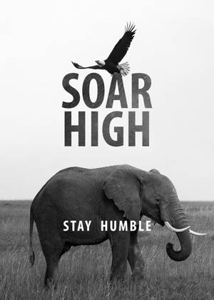 大象與鷹，附有勵志文字 soar high stay humble — 黑白 壁紙