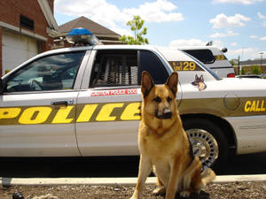 德國牧羊犬警犬在陽光明媚的日子裡坐在警車前。