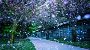櫻花花瓣飄落在傳統木建築旁的石徑上。 — 靚女gif 壁紙