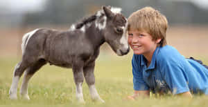 一個穿著藍色襯衫的男孩微笑著，在草地上與一匹灰白色的小馬碰鼻子。