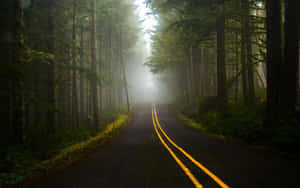 霧氣瀰漫的森林道路，黃色線條通往柔和晨光。