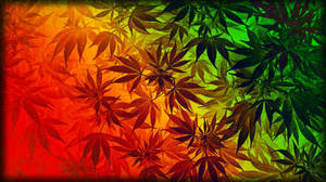 大麻葉剪影在彩虹漸變背景上。