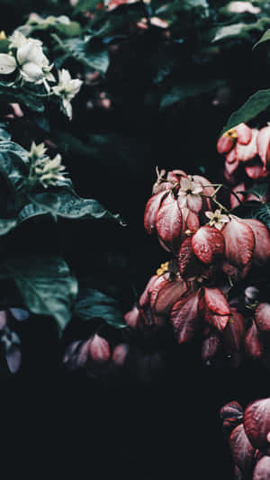 花園中深綠色葉子上的酒紅色和白色花朵帶着露珠。