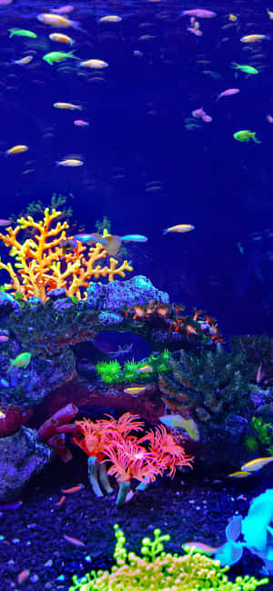 色彩繽紛的魚兒在深藍色水族館中於發光的珊瑚間游動。