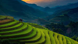夕陽下閃閃發光的梯田，山坡上有一座小屋。