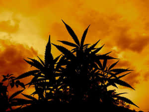 剪影的大麻植物映襯著鮮豔的橙色日落天空。