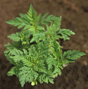 一棵在土壤中生長的帶有羽毛狀葉子的年輕綠色植物。 — 植物 壁紙