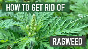 豚草植物，帶有文字疊加，解釋如何去除它。 — 植物 壁紙