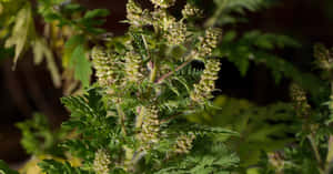 特寫：一株綠色葉片植物，在自然陽光下帶有含苞待放的簇生花蕾。 — 植物 壁紙