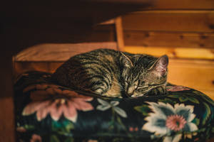 一隻虎斑貓在木質房間的花卉靠墊上睡覺。 — 動物 壁紙