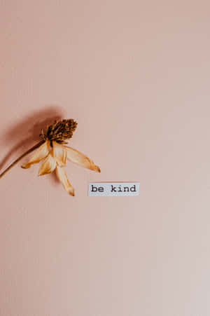 一朵乾花和一個寫著「be kind」的標誌在粉紅色的牆上。