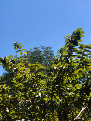 沐浴在陽光下的茂密綠色樹枝，映襯著清澈的藍天。