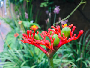 茂密花園中紅色花蕾和綠色果實的特寫。