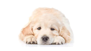 毛茸茸的金毛尋回犬幼犬將爪子放在白色表面上，溫柔凝視。