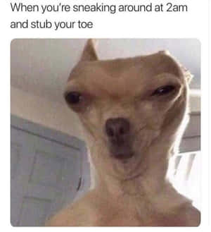 一隻在昏暗房間裡表情痛苦的芝娃娃。