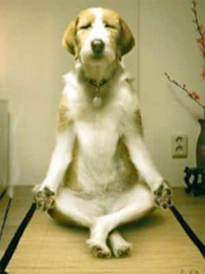 比格犬盤腿坐在榻榻米上閉眼冥想。