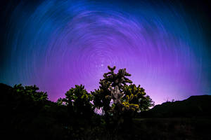 星跡在鮮豔的夜空下，在沙漠仙人掌上方旋轉。 — 唯美雲朵動態 壁紙