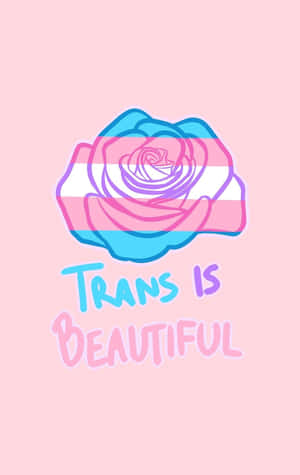 一朵帶有跨性別旗幟顏色的玫瑰，在粉紅色背景上寫著「Trans is Beautiful」。