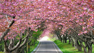 一條兩旁種滿盛開櫻花樹的道路。