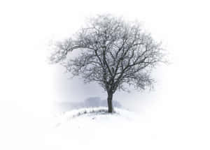 一棵孤獨的無葉樹木被雪覆蓋，在冬季霧中的雪丘上。