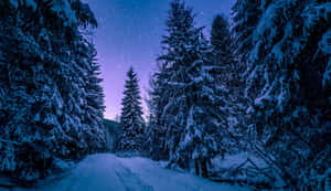 星光燦爛暮色天空下的積雪森林小徑