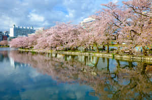 櫻花樹沿河盛開，背景是城市建築。